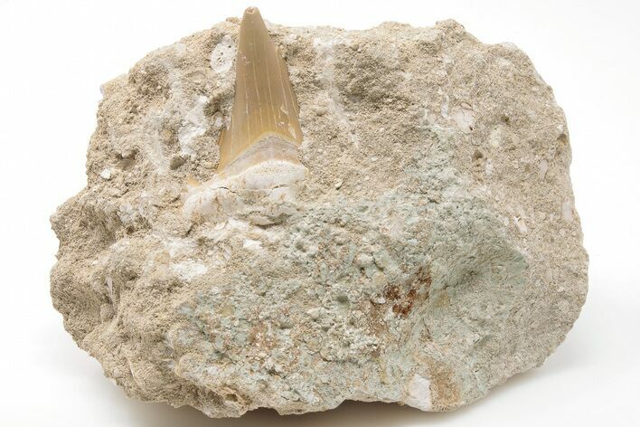Otodus Shark Tooth Fossil in Rock - Eocene #201179